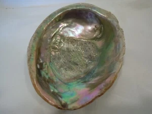 Abalone Shell nicht poliert 7" Cross Top - Bild 1 von 7