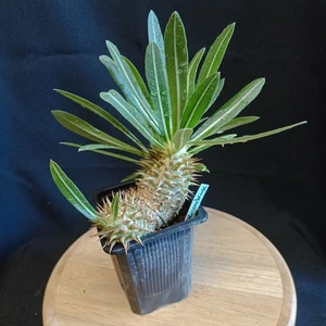 Pachypodium horombense , Caudex, No Cactées - Imagen 1 de 11