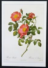 Redoute botanical print DWARF ROSE Rosa d'Amour, 1990 book plate illustration