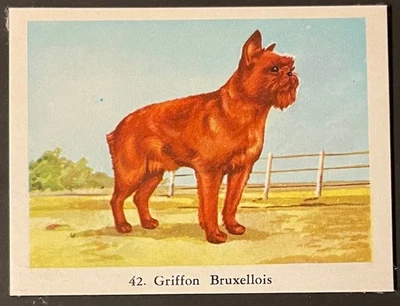 Tarjeta de cigarrillo holandesa BRUSSELS GRIFFON Bruxellois perro tabaco de velocidad completa 1962 Foto 1 de 3