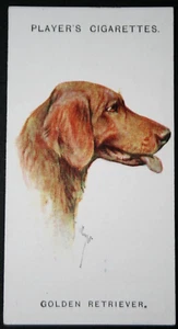 GOLDEN RETRIEVER Vintage 1929 Dog Portrait Card GE11MS - Picture 1 of 2