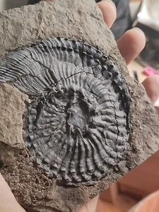 Fossile di crisantemo fossile Guizhou Xingyi 9 cm - Foto 1 di 7