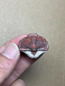 Hermosa piedra espécimen Spirifer del período Devónico 12 g - Imagen 1 de 19