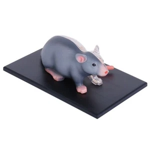 Puzzle toys grey mouse Animal anatomy model teaching model assembled toy - Picture 1 of 7