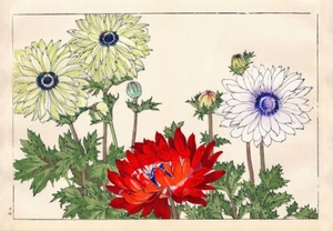 Anemone - Picture 1 of 3