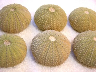 Fósil de erizo de mar RARO Equinodermo Eoceno 1,25-2 pulgadas detalle fino 1 por ganador Foto 1 de 4