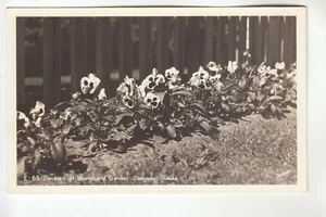 Dedman Real Photo Postcard Pansies at Blanchard Garden Skagway AK E69 - Picture 1 of 1