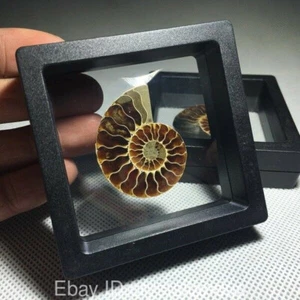 Muestra fósil de amonita natural caracola cuarzo cristal concha curación + caja de regalo - Imagen 1 de 9