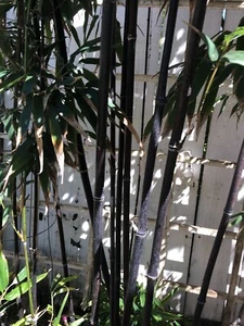 Bamboo root about 10 inches - Picture 1 of 2
