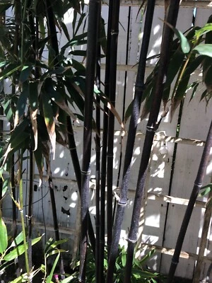 Raíz de bambú de unas 10 pulgadas Foto 1 de 2