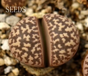 SEEDS - Lithops naureeniae C304“pink” 20seeds - Picture 1 of 2