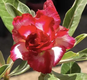 “Chai Lai” Desert Rose Seeds - Desert Rose Mix - Garden Seeds - Picture 1 of 1