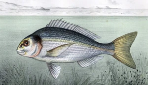 Estampe gravure lithographie illustration de poisson LE PAGRE ou BRÈME DE MER - Imagen 1 de 2