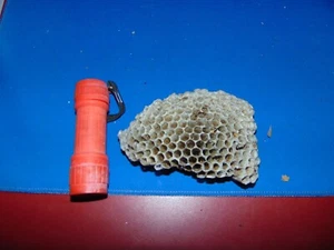 REAL WASP NESTS-EDUCATIONAL/STUDY - Bild 1 von 7