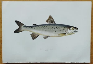Lochleven Trout - Original Fish Print from Couch - 1862 - Picture 1 of 1
