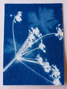 Original signed ACEO Collectors Art. Cyantype Floral 4/12 - Picture 1 of 2