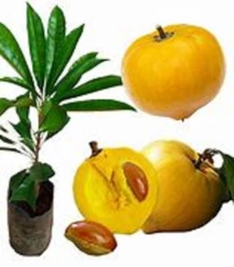 Laulu Planta Canistel Huevo Frutal Planta x 2 Servicio Express - Imagen 1 de 4