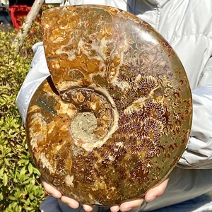 7.27LB Natural Tentacle conch fossil Reiki healing specimens of Madagascar - Picture 1 of 12