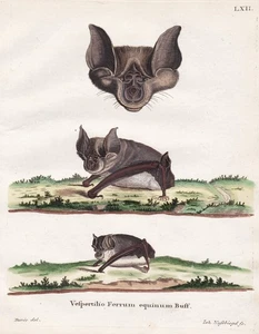 Hufeisennasenartige Horseshoe bats Fledermaus bat engraving Kupferstich 1755 - Picture 1 of 1