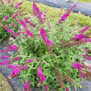 LO & BEHOLD RUBY CHIP® - Butterfly Bush - Buddleia - Proven Winners - 4" Pot - Picture 1 of 1