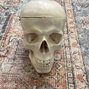 Teschio in plastica con tappo cranio rimovibile e mascella articolata - Foto 1 di 5