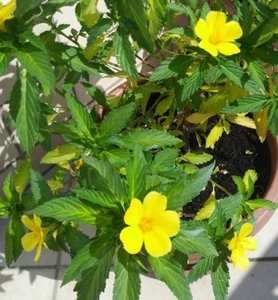 250 original fresh seeds DAMIANA TURNERA DIFFUSA APHRODISIACA - Foto 1 di 1