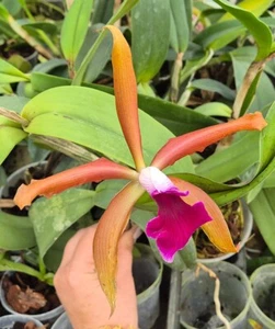 Orchid Orchidee Orquídea Laelia tenebrosa x Rlc. Pink Blancmange (44 Sr) - Foto 1 di 5