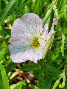 Showy Pink Evening Primrose (Oenothera Speciosa) - 20+ Single Plants - Picture 1 of 2
