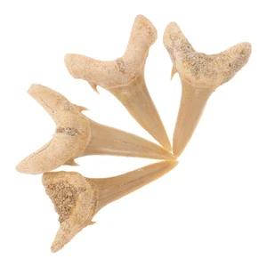 4 Pcs Tooth Display Assorted Sharks Authentic Fossilized - Picture 1 of 12