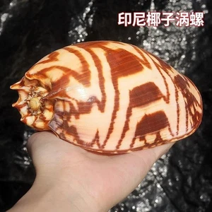 18-20 cm natürliche Muschelschale Indonesische Kokosnuss Schnecke Muschel - Bild 1 von 5