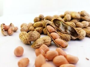 Organic Peanut Ground Nut Ceylon Moongfali Dana Sing dana Best Quality Fresh