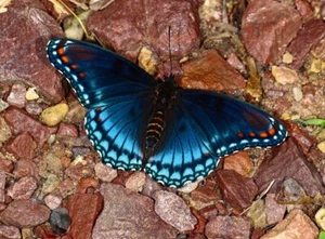 BLUE MORPHO BUTTERFLY Photo Art Print (Borderless) Poster 19x13" - Picture 1 of 2