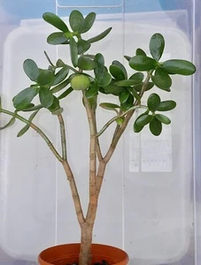 schöner ca 40 cm großer Crassula ovata Geldbaum, Pfennigbaum, Dickblatt - Bild 1 von 3