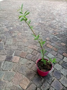 Salice piangente "Salix babylonica" pianta in vaso h 30/50 cm - Foto 1 di 2