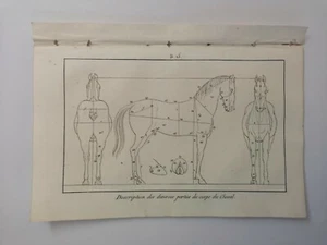 PLANCHE / GRAVURE de 1816 - CHEVAL b13 - Foto 1 di 2