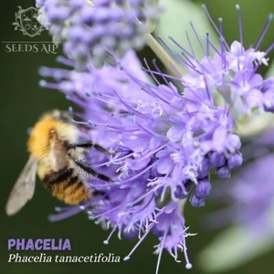 50.000 Samen Rainfarn Phazelie Phacelia tanacetifolia Saat Bienenweide | 100 g - Imagen 1 de 4