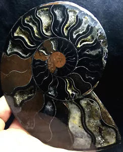 289g Rare Black Half of Split Ammonite Fossil Specimen Shell Healing Madagascar - Picture 1 of 10