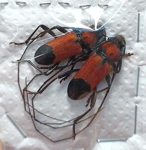 CERAMBYCIDAE Purpuricenus desfontainii ssp. inhumeralis 2 MALE G399 - Picture 1 of 1