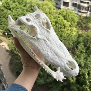 Real Crocodile Head Skull Specimen Skeleton Animal Decor Collection - Picture 1 of 5