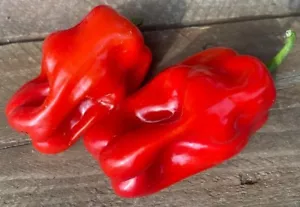Criolla De Cocina süß rot Bauernpfeffer Premium Samenpaket - Bild 1 von 1