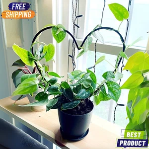Metal Garden Trellis for Climbing Plants Extendable Iron Plant Support - Picture 1 of 8