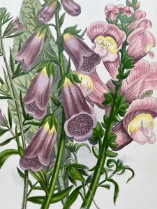 Antique illustration of purple flowers Foxglove Snap-Dragon 1871 Anne Pratt - Picture 1 of 6