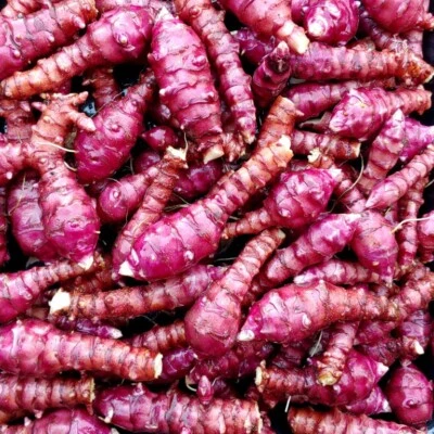 Dwarf Dutch Red Jerusalem Artichoke Sunchoke - H. tuberosus - 10 tubers - Fresh! - Image 1 of 2