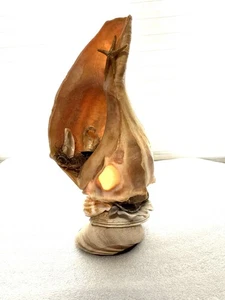 Original Handarbeit signiert Natur Muschel Muschel Weihnachten beleuchtet Krippe 10163 - Bild 1 von 3