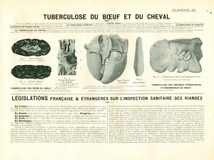 Cabinet de curiosité 1906 anatomie du bœuf et du cheval planche n°40 - Picture 1 of 1