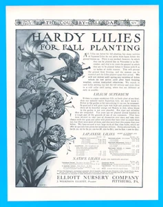 1905 Fiori piante gigli ELLIOT VIVAIO antica STAMPA ANNUNCIO giardino piantagione autunnale - Foto 1 di 1