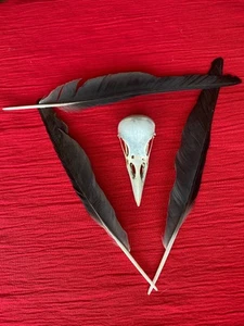 Genuine Crow skull bones witchcraft pagan magick feathers - Picture 1 of 3