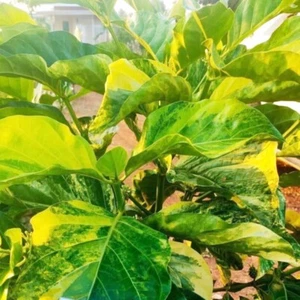 Variegated Morinda Citrifolia 10 Seeds, Noni Cheese Fruit Shrub Indian Mulberry - Picture 1 of 6