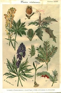 Botanique gravure plantes médicinales 1935 Issue de livre - Picture 1 of 1