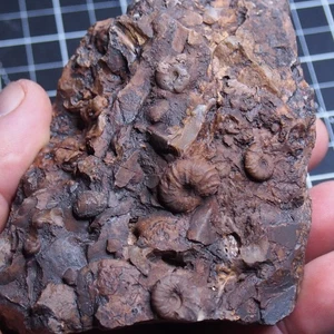 RARA 500g Specie sconosciuta Ammonite Giurassica Fossile Ammonite Marocco - Foto 1 di 10